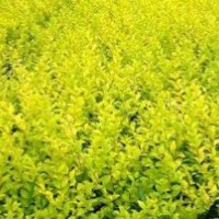 苗木类:红叶小波，女贞，冬青，黄杨，月季，北海道;草花类矮牵牛