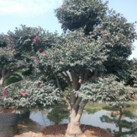 全国承接茶花嫁接,油茶树桩嫁接