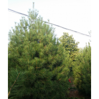 供应大量精品白皮松、大规格樱花、玉兰、红叶李