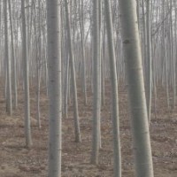 【直销】毛白杨、国槐、法桐、白腊、臭椿、垂柳、