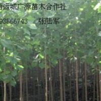 5公分速生杨大量低价供应