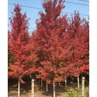 美国红枫，北美海棠，北美红栎，加拿大红枫，挪威槭，美洲椴树，
