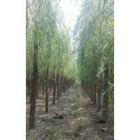 嫁接垂柳 大垂 柳树 国槐