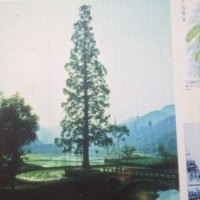 湖北水杉/水杉苗/水杉树苗的培育方法