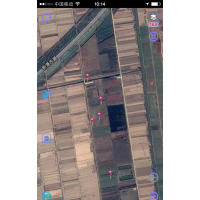 初春苗木销售预定合欢树 白蜡 法桐