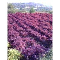 长期供应樱花红枫，青枫，羽毛枫，垂丝海棠