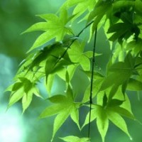 长期供应樱花红枫，青枫，羽毛枫，垂丝海棠