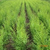 供应国槐，北栾，五角枫