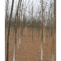 国槐基地国槐树国槐出售