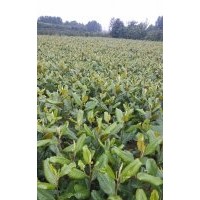 广玉兰白玉兰直销