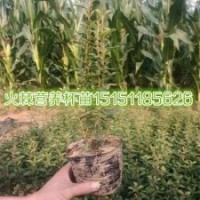 火棘小苗江苏一年生火棘苗各种规格火棘球货车送货