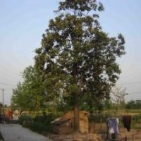 今年10公分广玉兰价格 15公分广玉兰价格 广玉兰价格