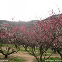 衡阳市大型苗木花卉基地平价转让（珠晖区）