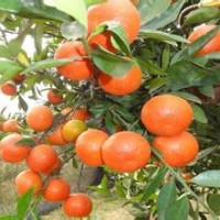 供应红桔树苗 酸桔树苗 枳壳树苗 柠檬苗 毛桃树苗 红橘苗 红橘树