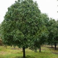 盐城重阳木 大丰重阳木 重阳木产地