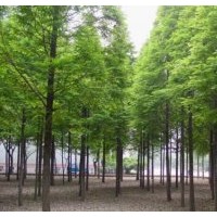 盐城水杉 盐城水杉 盐城水杉