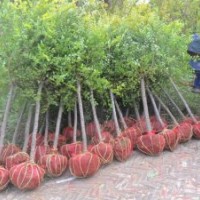 低价出售3-10公分金叶榆