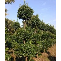 本场特供各种萧山精品苗木