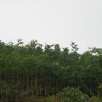 无患子3年苗出售