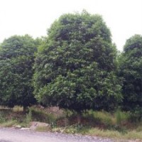 本场特供各种萧山精品苗木桂花