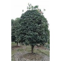 本场特供各种萧山精品苗木