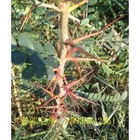 优质药用 皂角树苗