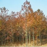 南京枫香价格 10公分枫香价格 12公分15公分枫香价格