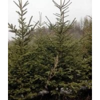 云杉1.5米2米2.5米3米3.5米4米；青扦1.5-2.5米