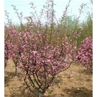 顶级碧桃绿化树供应