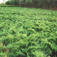 顶级沙地柏供应