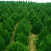 40公分高白皮松，油松