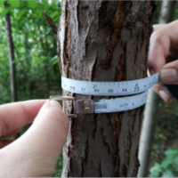 出售榆树、垂柳、普通柳树