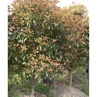 桂花树供应