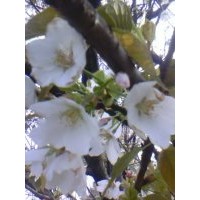 3-20公分早樱，晚樱，2-15公分，红枫2-15公分 青枫