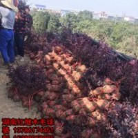 供应湖南40-50冠的红桎木毛球，杜鹃球，湖南红叶石楠小球