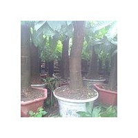 低价处理绿化树木