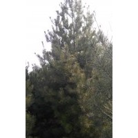 低价供应华山松，白皮松