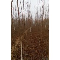 北栾图片北栾苗价格北京北栾