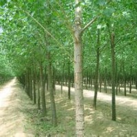 107速生杨毛白杨2016春季全新报价