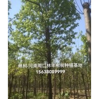 金丝楸 楸树 豫楸 速生楸 梓树