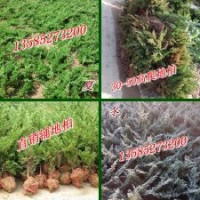 30公分铺地柏价格，35公分高铺地柏价格，