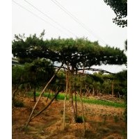 造型油松，平顶松，造型黑松