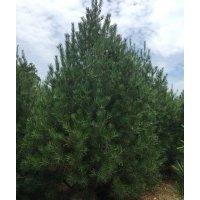 白皮松陕西白皮松西安白皮松蓝田白皮松