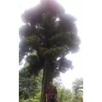 批发一棵“重量级”国内罗汉松，树龄约500年以上，