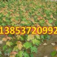 美国红枫价格低2万亩红枫