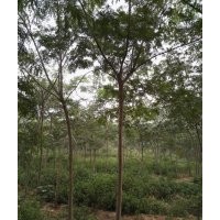 大量出售 合欢 白榆 老国槐！