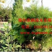 大量出售油松胸径6cm 高度2米