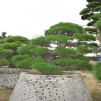 0006号日本黑松进口大松树3年以上培植造型黑松