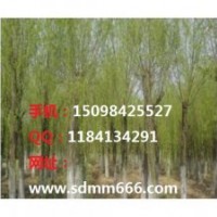 大量供应毛白杨白蜡、柳树系列速生杨107