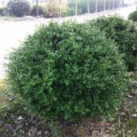 本场特供各种萧山精品苗木瓜子黄杨球